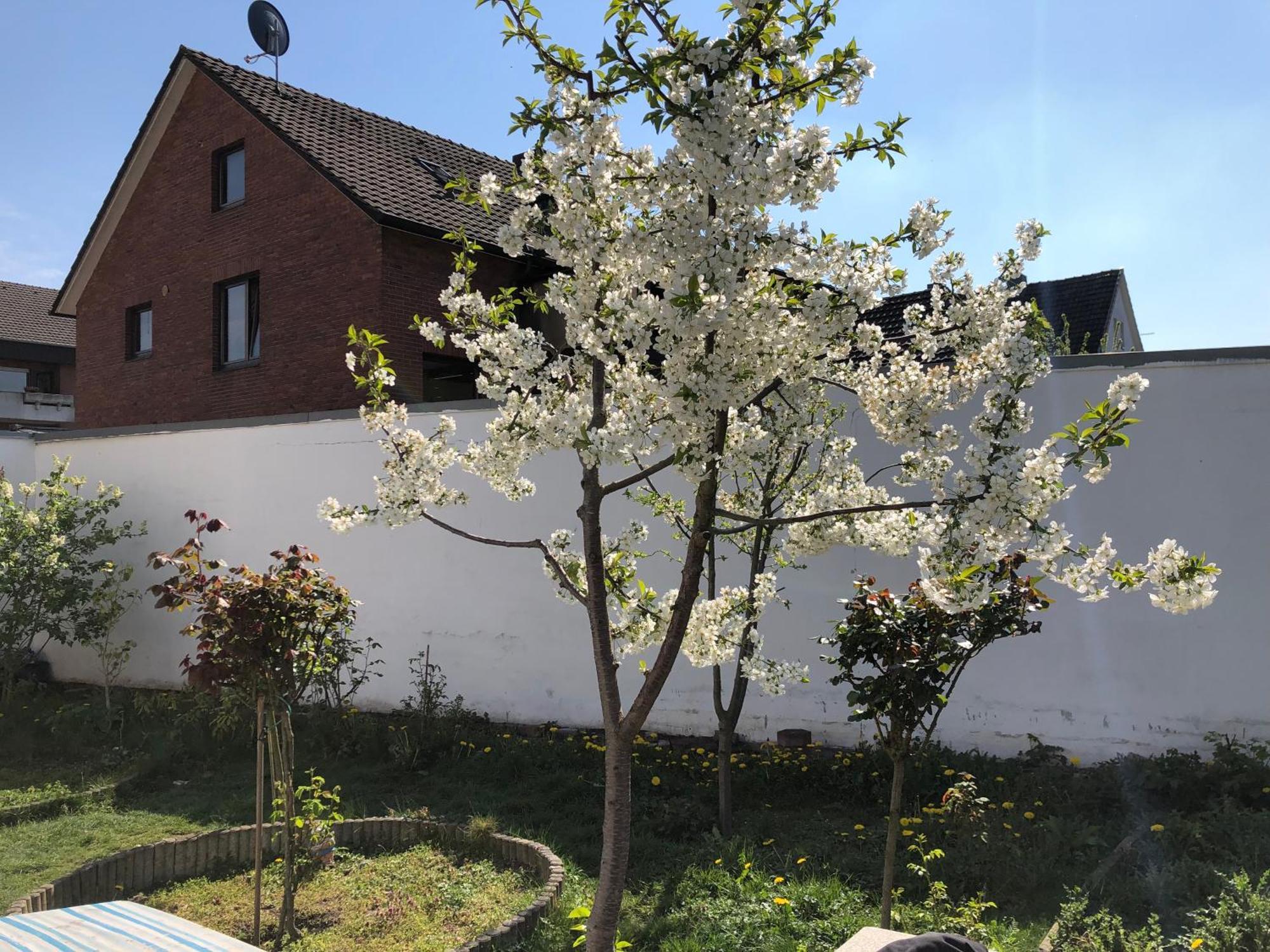 Apartmán Kleve-Kellen Kleve  Exteriér fotografie